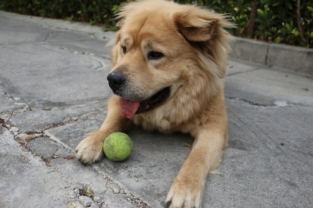 dog-tennis-ball