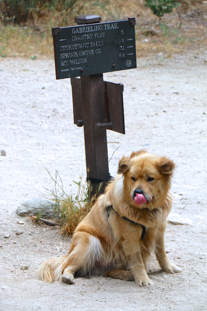 dog-friendly-hike-los-angeles