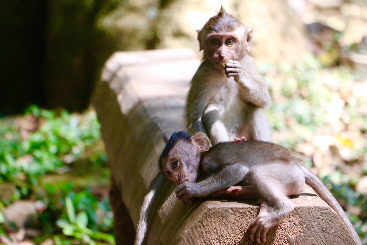 baby-monkeys-forest-ubud