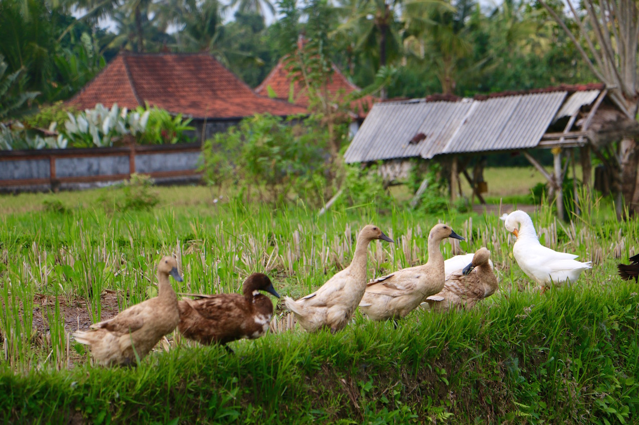 ducks-rice-fields-ubud-bali