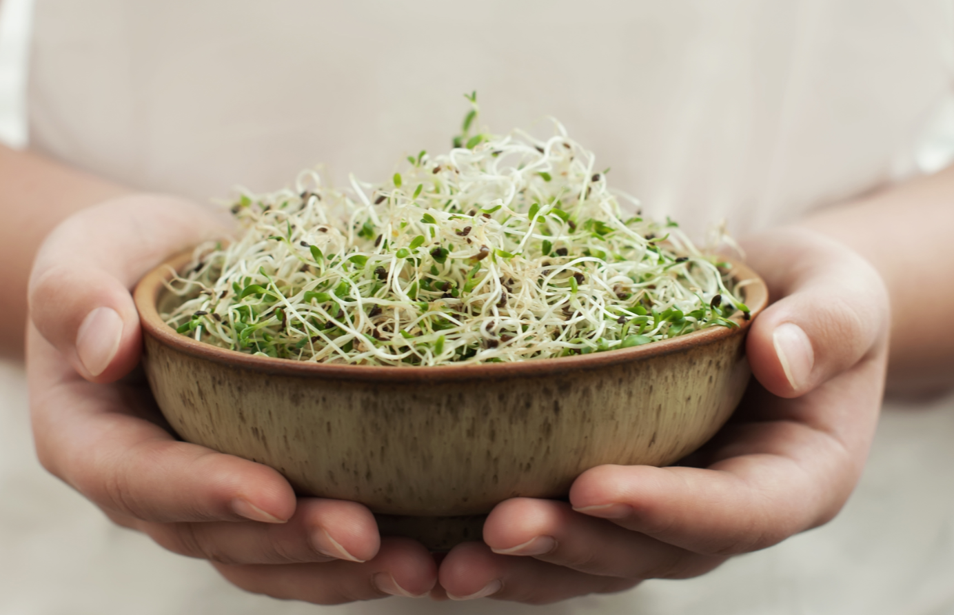 A Mini Information to Soaking and Sprouting at Residence